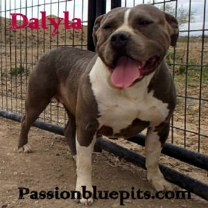 PASSIONPIC.JPG/dalyla2014.jpg