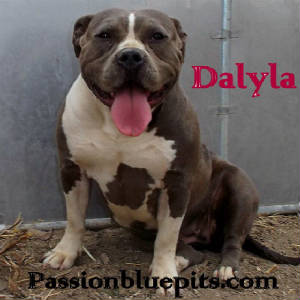 PASSIONPIC.JPG/dalyla2014a.jpg