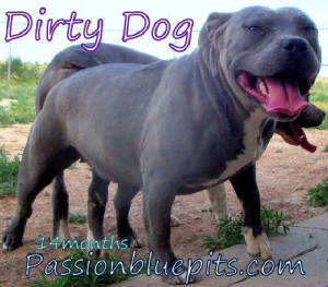 PASSIONPIC.JPG/dirtydog14m.jpg