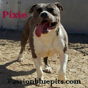 PASSIONPIC.JPG/pixie2014a.jpg