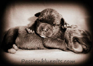 PASSIONPIC.JPG/pups2.jpg