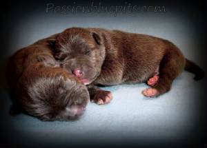 PASSIONPIC.JPG/pups3.jpg